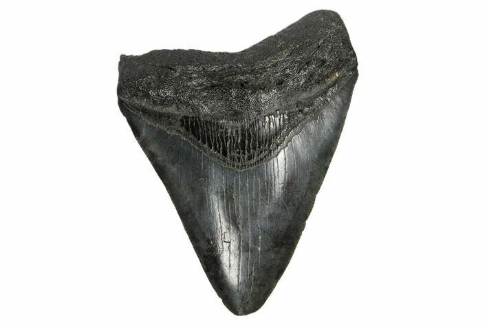 Fossil Megalodon Tooth - South Carolina #168133
